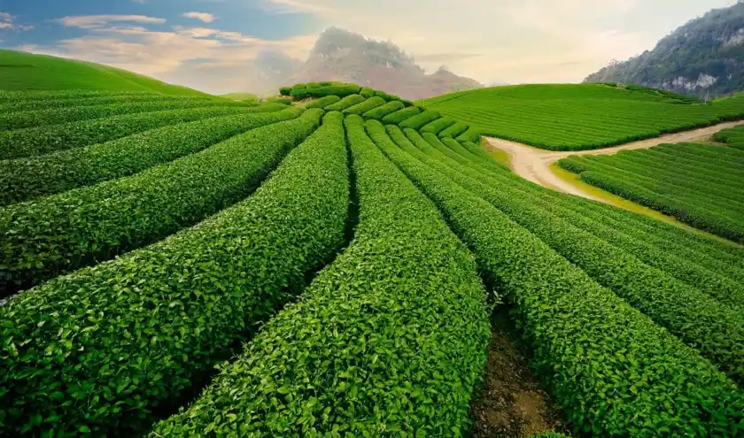 Vùng nguyên liệu trà