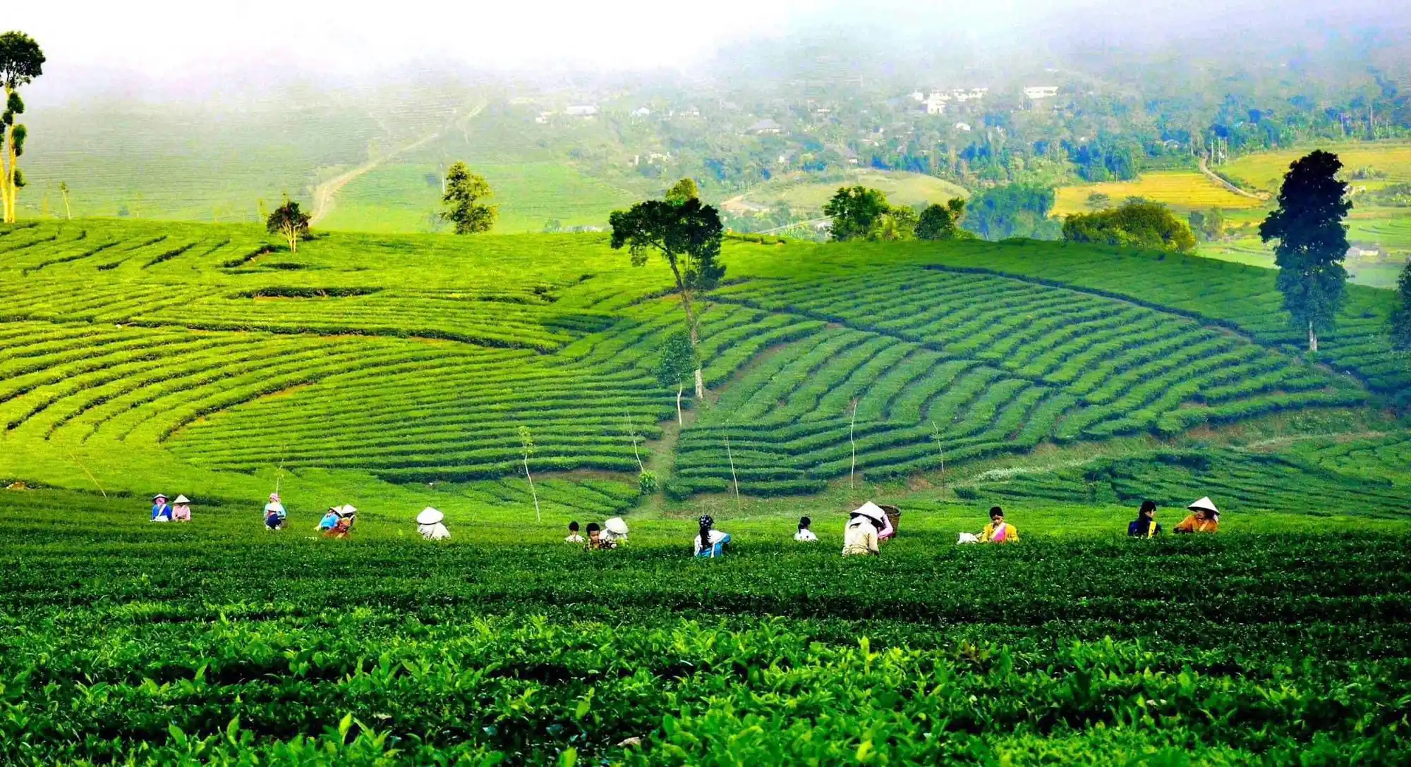 Nông trại trà